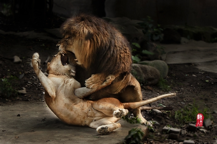 【一对狮子摄影图片】动物园生态摄影