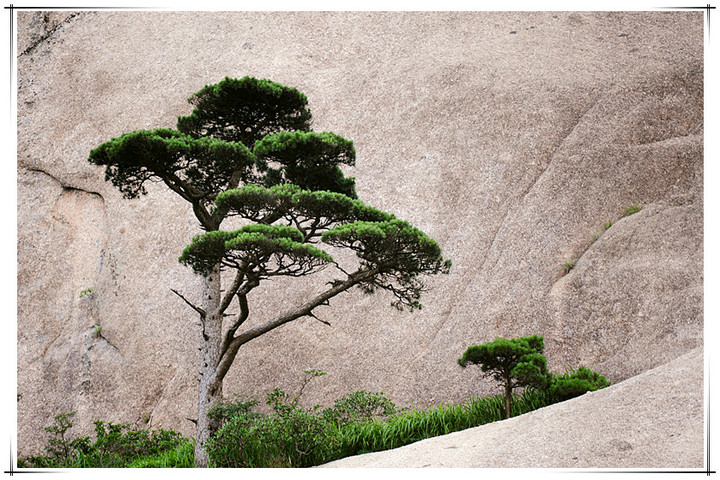 黄山之青松