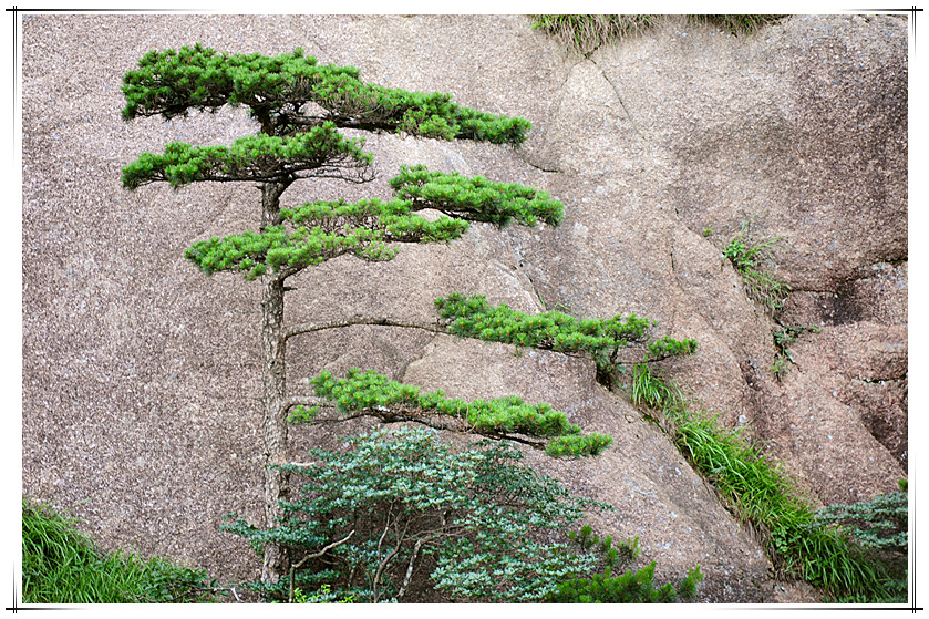 黄山之青松