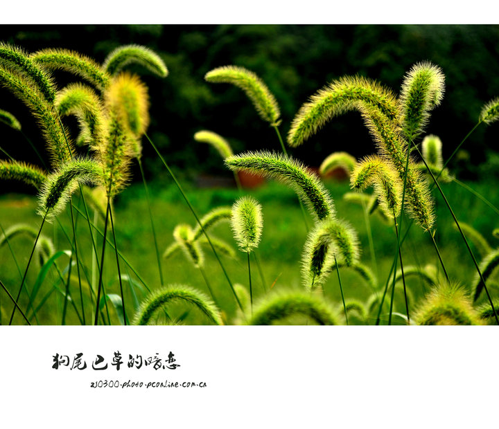 狗尾巴草的暗恋