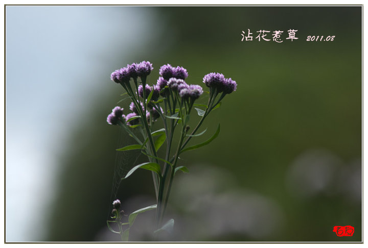 沾花惹草