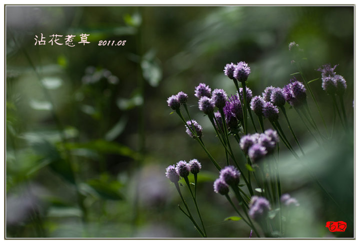 沾花惹草