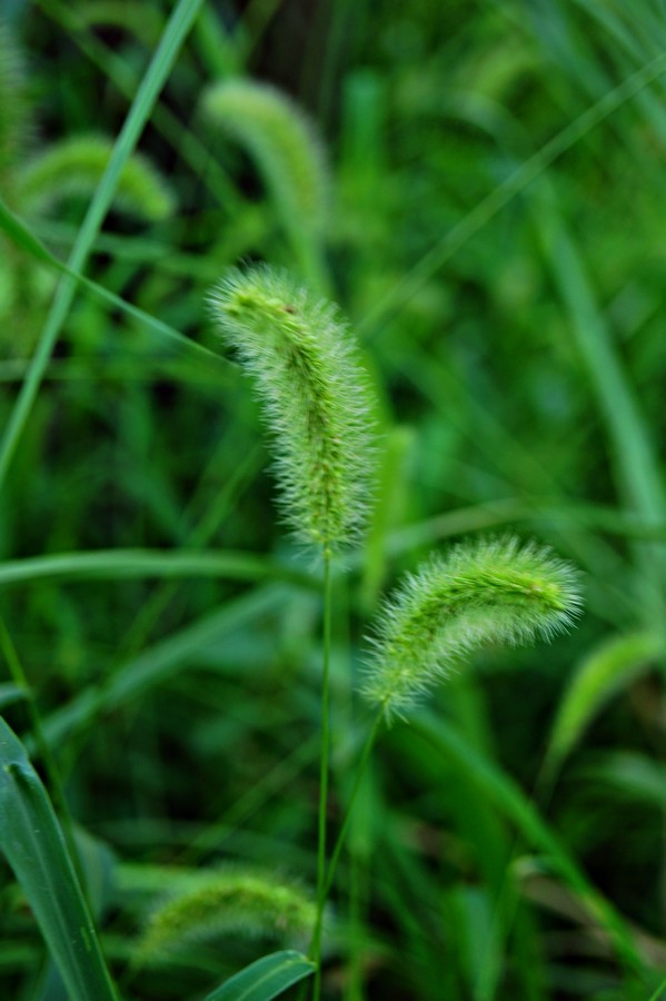 狗尾巴草