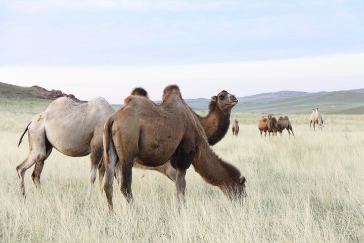 【天堂草原-蒙古骆驼摄影图片】锡林郭勒草原