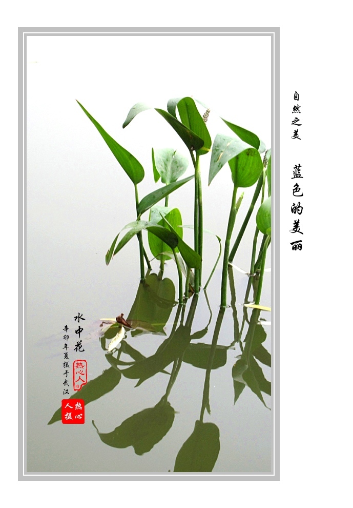 【水中花摄影图片】武汉北湖生态摄影_太平洋电脑网摄影部落