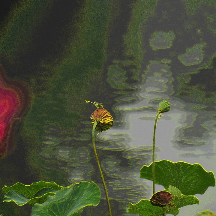 【金莲摇红【后期】摄影图片】池塘生态摄影