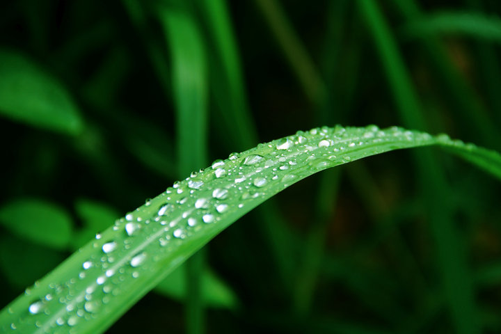 【雨后的校园小景色(科干院)摄影图片】广东科