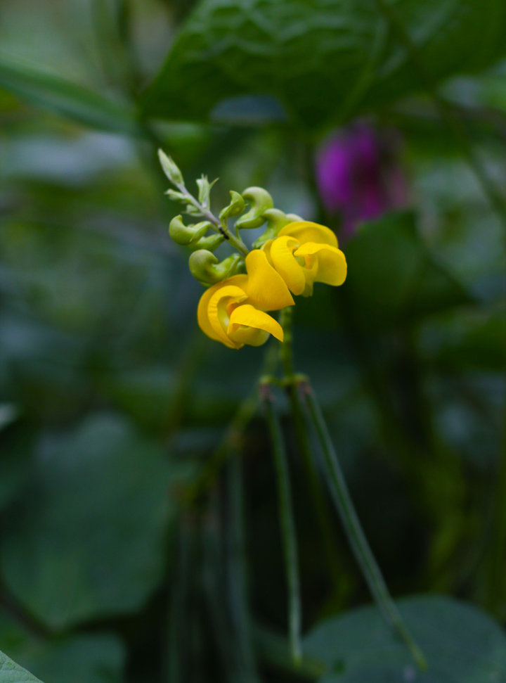 茶豆花