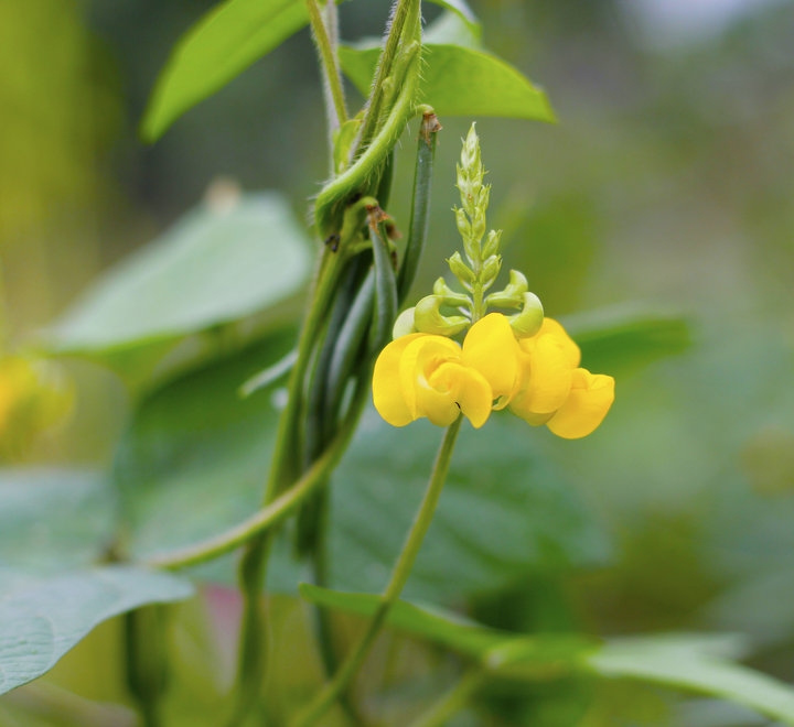 茶豆花