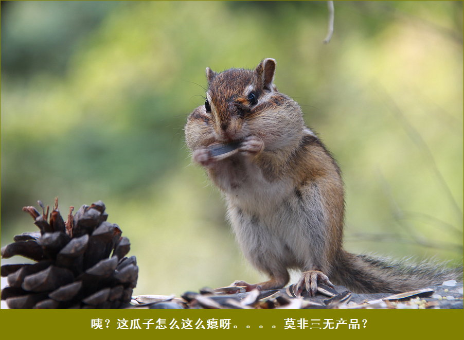 童话:小松鼠大食记