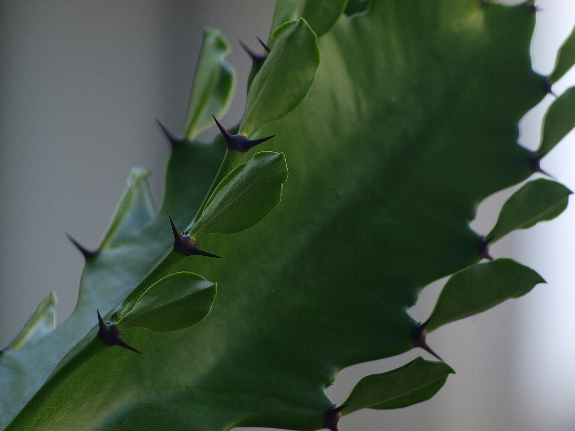 【600mm长焦拍的龙骨花(植物)摄影图片】广州市生态摄影_老叶_太平洋电脑网摄影部落
