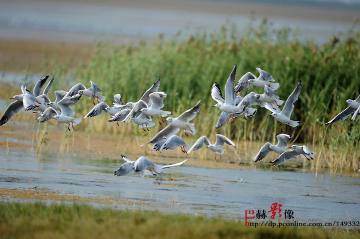 【乌梁素海风光摄影图片】乌梁素海生态摄影