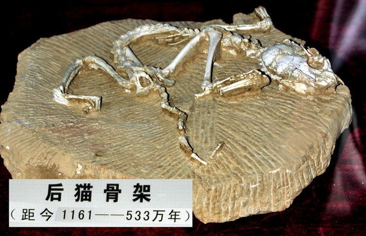 【甘肃和政古动物化石博物馆精品化石摄影图片