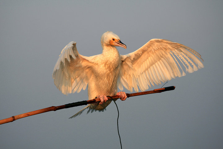 罕见的白色鱼鹰