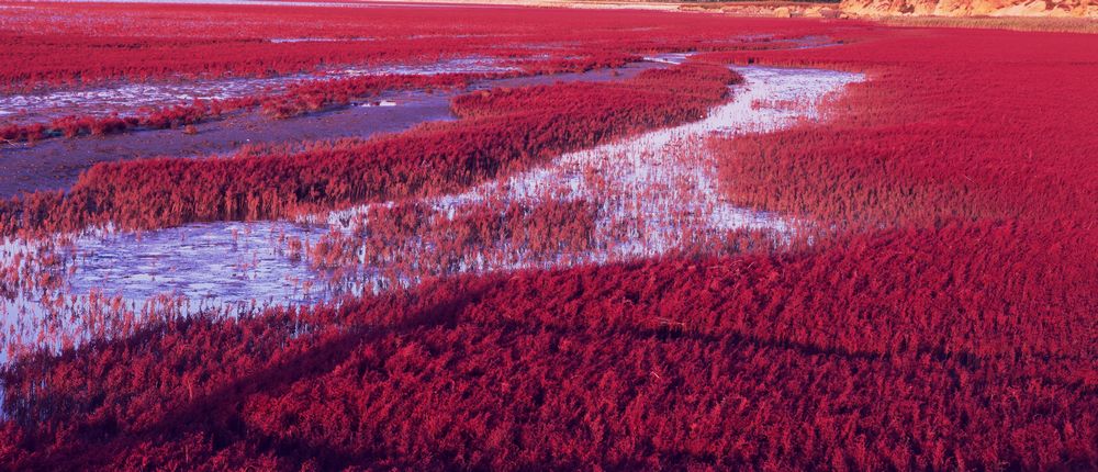 【红海滩秋色摄影图片】营口北海纪实摄影_雪中飞摄影