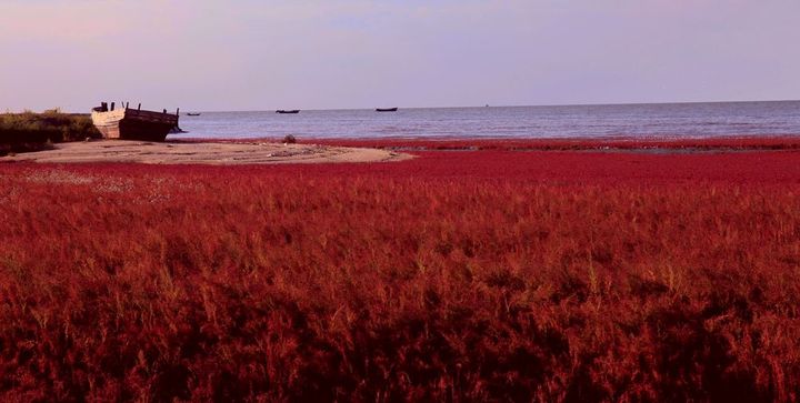 【红海滩秋色摄影图片】营口北海纪实摄影_雪中飞摄影