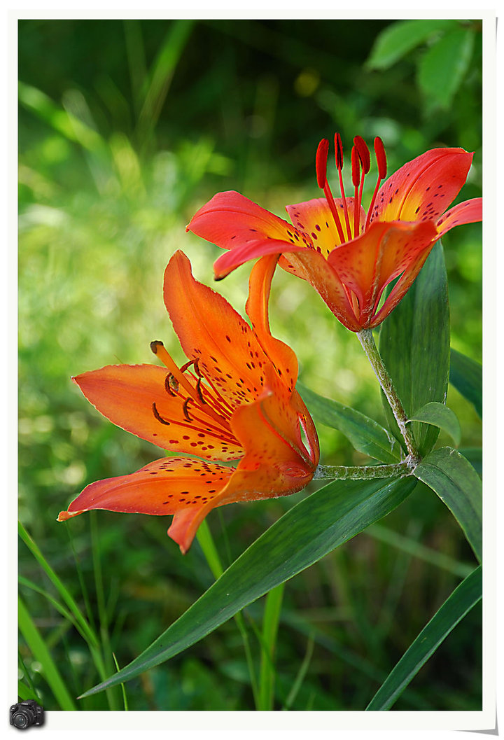 百合花