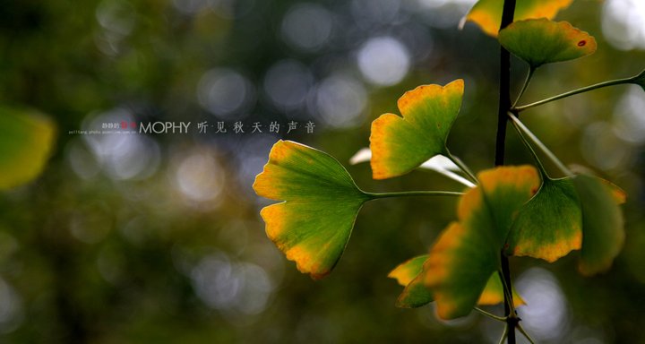 【听见秋天的声音摄影图片】成都生态摄影_莫