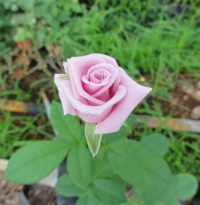 玫瑰花