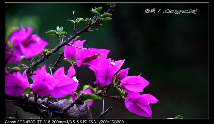 【杜鹃花摄影图片】汉阳江滩公园生态摄影