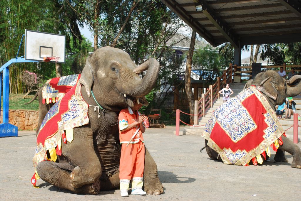 大象的表演