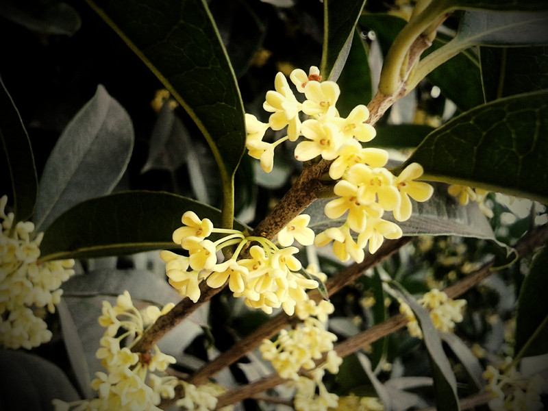 厂区的桂花开了