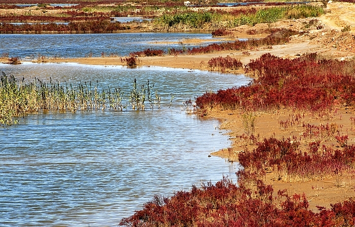 【湿地风光2摄影图片】东营黄河湿地风光旅游