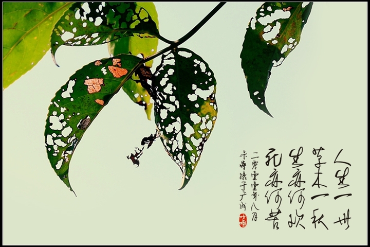 人生一世,草木一秋,生亦何欢?死亦何苦?