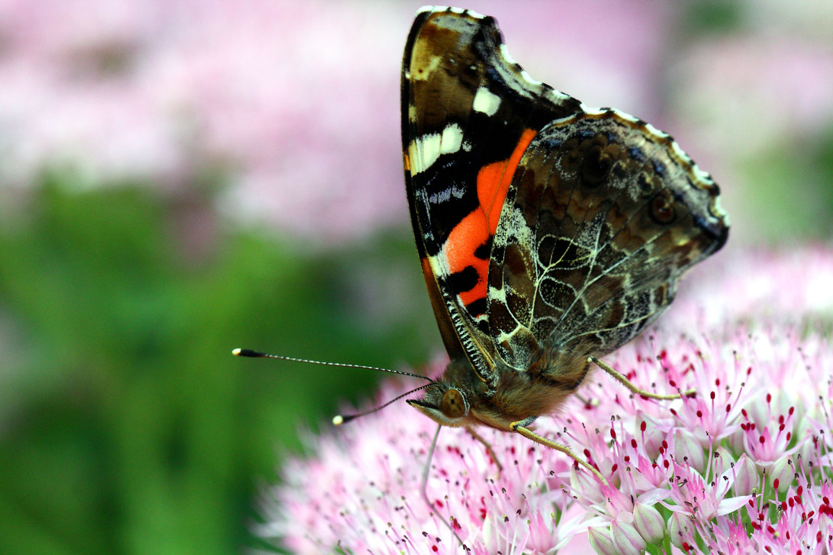 【花蝴蝶和小蜜蜂的故事摄影图片】PEK生态摄影_L