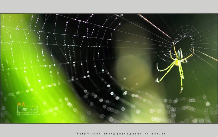 奇妙的昆虫世界32蜘蛛网荟萃