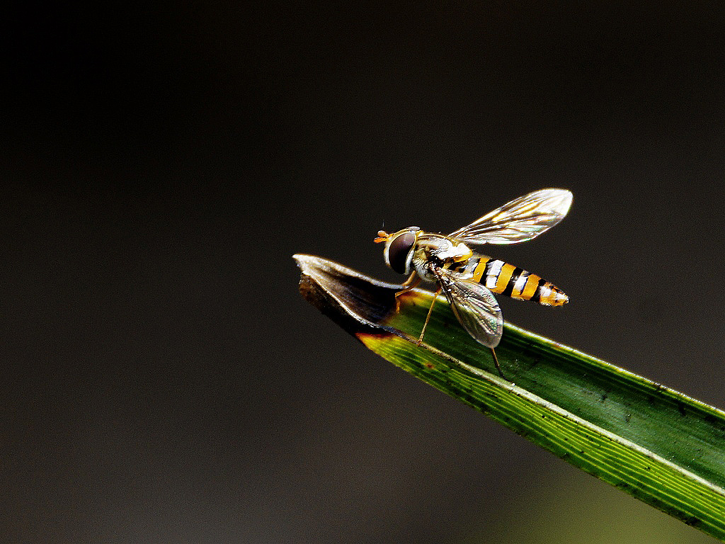 Housefly Fly Apple - Free photo on Pixabay