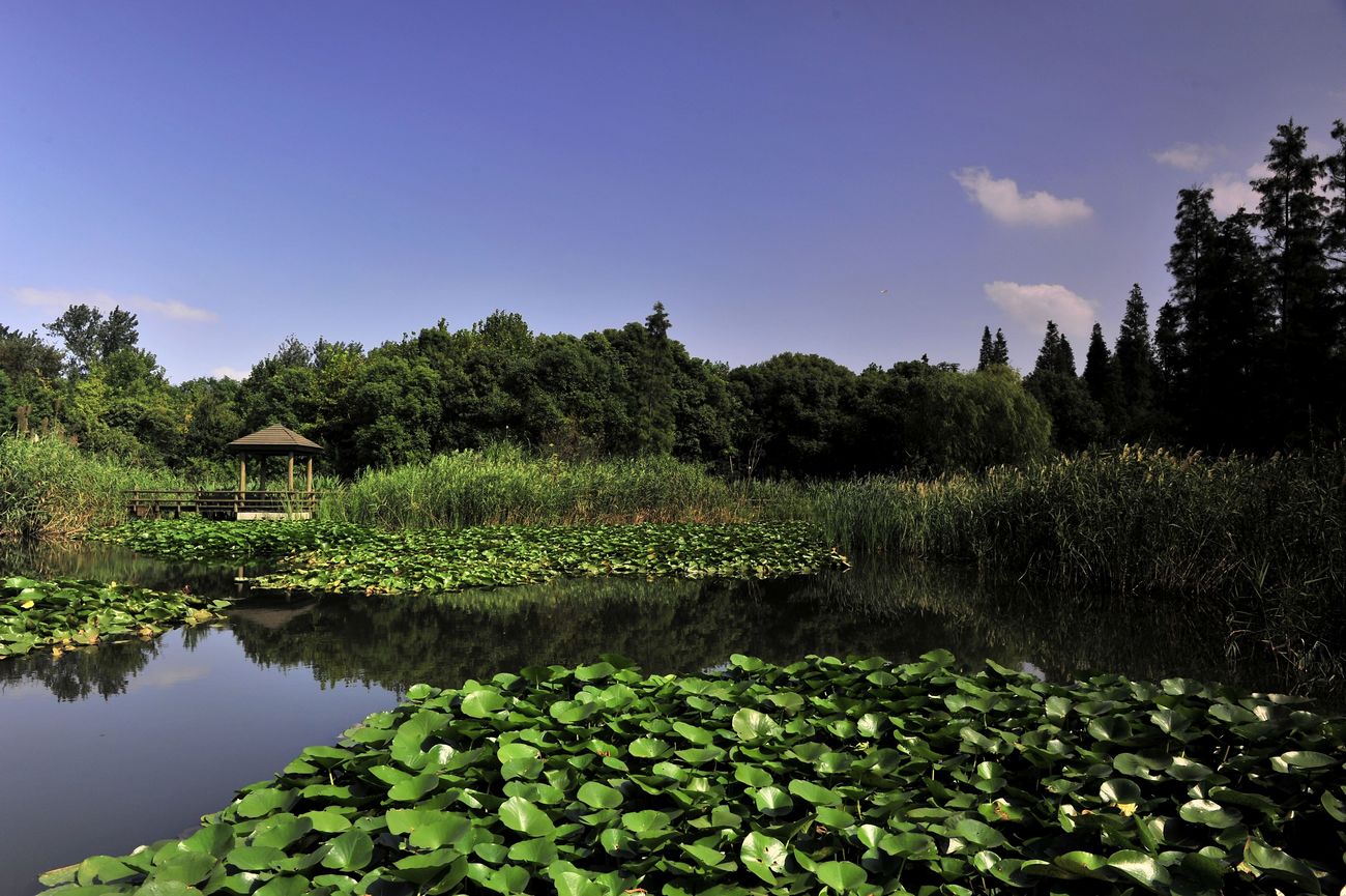 【携程攻略】上海滨江公园景点,滨江位于浦东陆家嘴的中心地带，集观光，绿化为一体。其中高大的乔木…