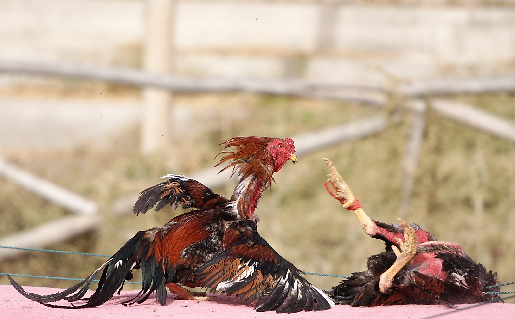 斗鸡，斗公鸡：苗族人民的优良传统