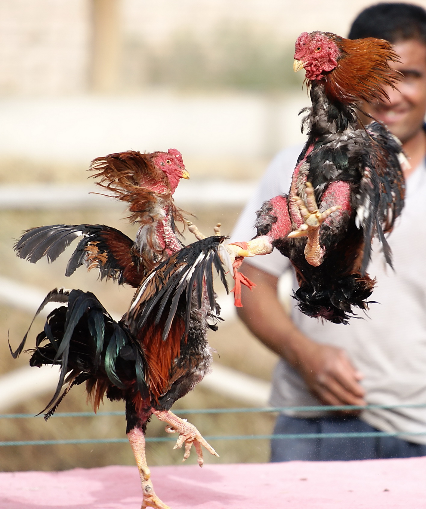 越南斗鸡在中国繁殖不了纯种,很多人不知道真正的原因|越南|斗鸡|纯种_新浪新闻