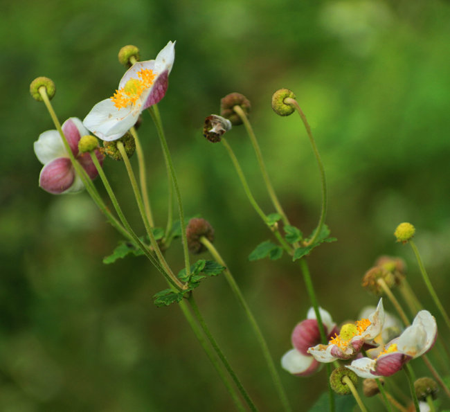 【11年9月18日香格里拉的狼毒花大片的红了!