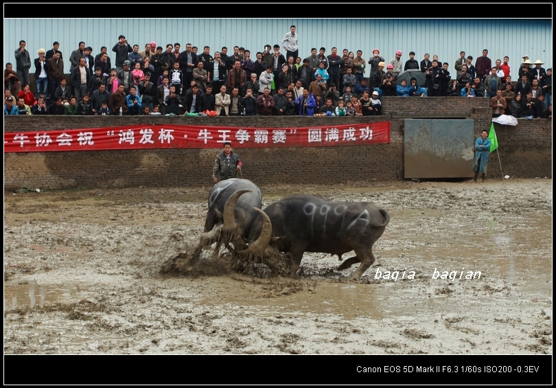 国庆观斗牛