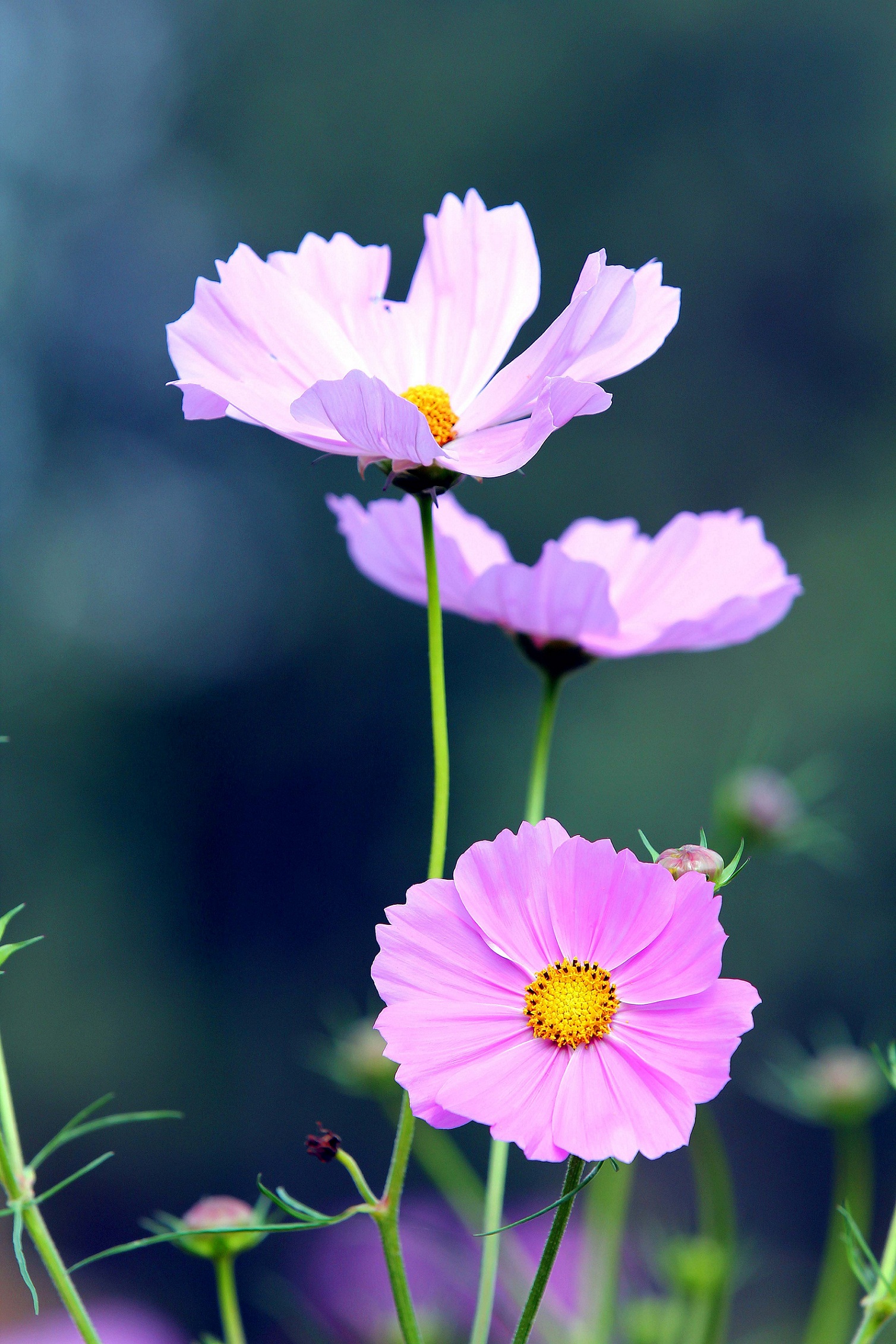 秋天里的花花