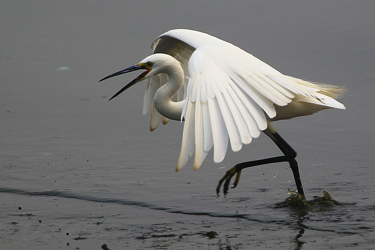 带你认识海珠湿地常见鸟类~ - 自然游憩