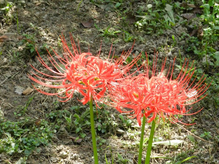 【彼岸花(死亡花)摄影图片】上海生态摄影_野草谷在呐喊-yecaogu_太平洋电脑网摄影部落