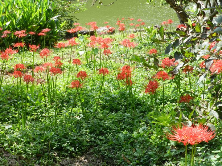 【彼岸花(死亡花)摄影图片】上海生态摄影_野草谷在呐喊-yecaogu_太平洋电脑网摄影部落