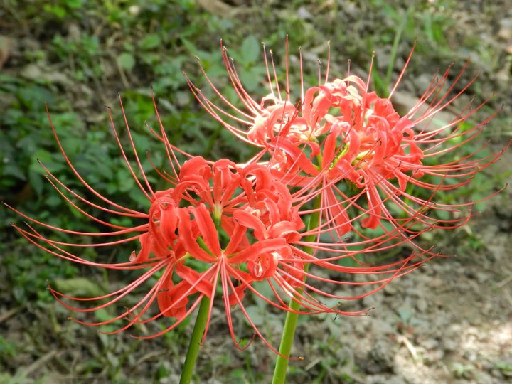 【彼岸花(死亡花)摄影图片】上海生态摄影_野草谷在呐喊-yecaogu_太平洋电脑网摄影部落