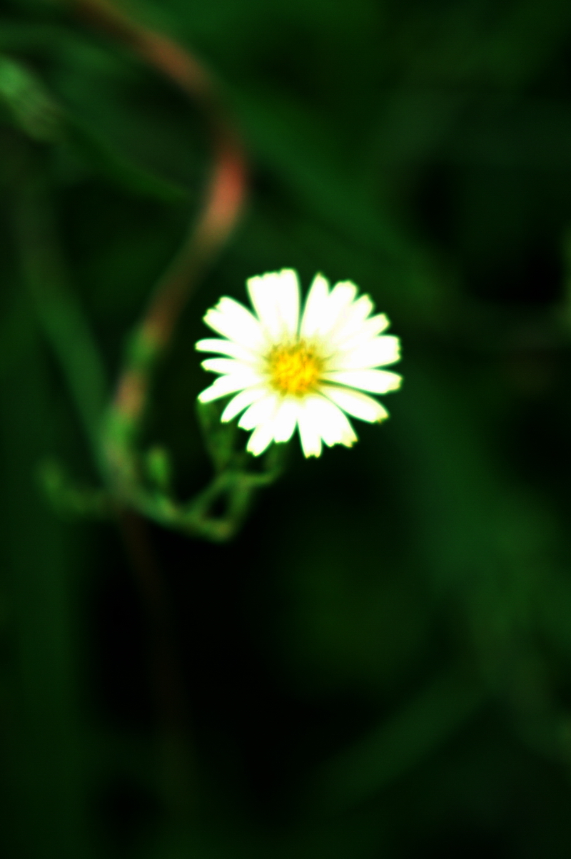 淡雅的小花