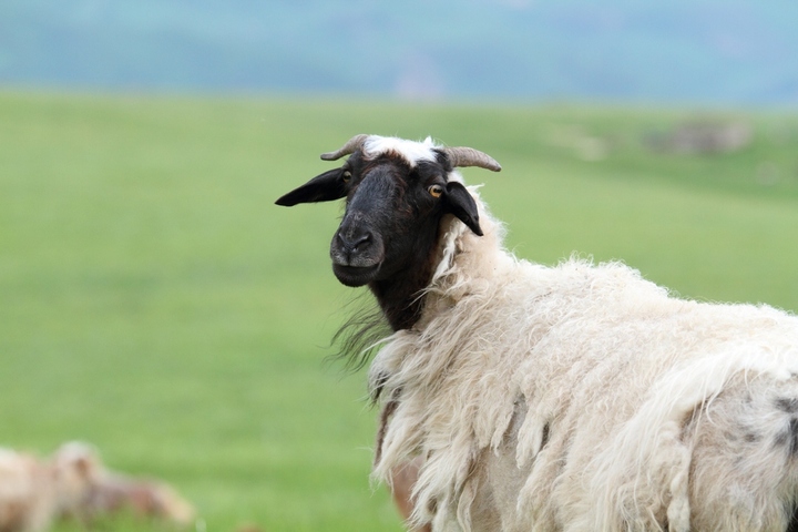 【新疆的羊摄影图片】新疆伊犁草原生态摄影_tiffany