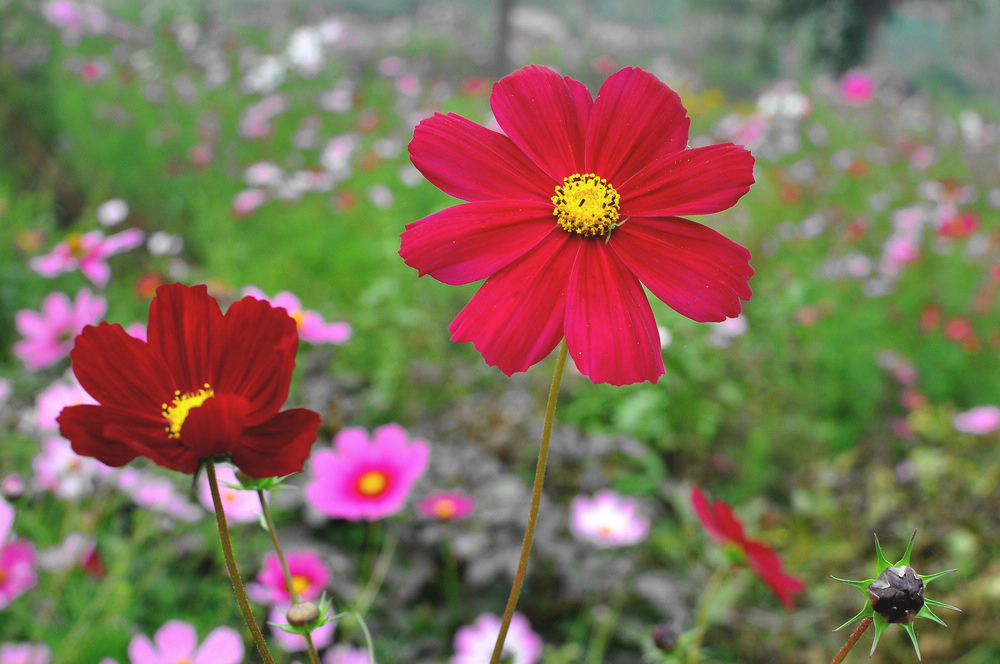 花儿朵朵开