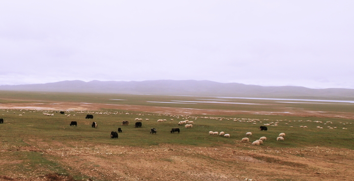 【【穿越可可西里】南疆西藏自驾游影迹摄影图