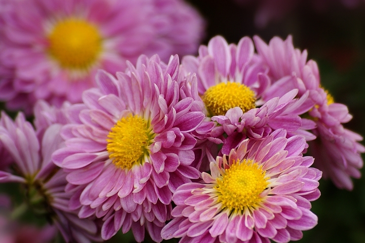 小菊花