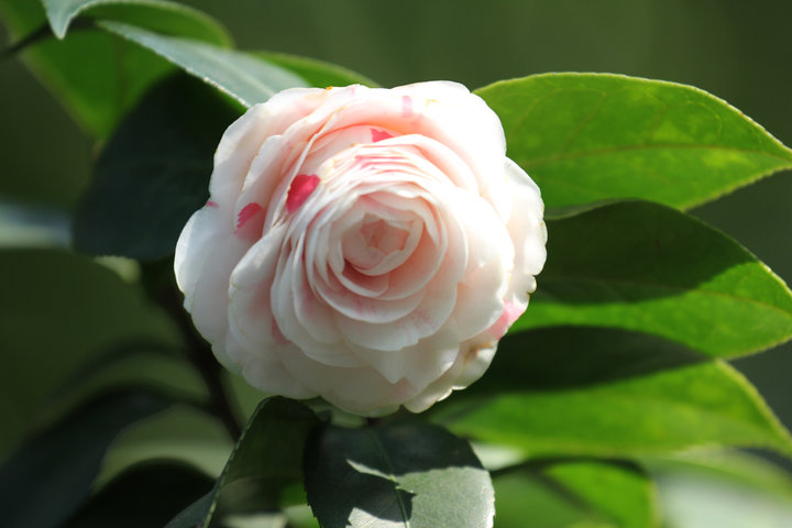 山茶花