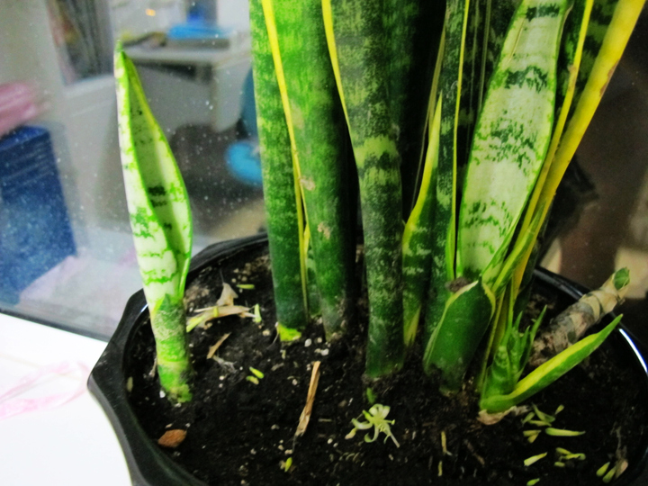 虎皮兰花