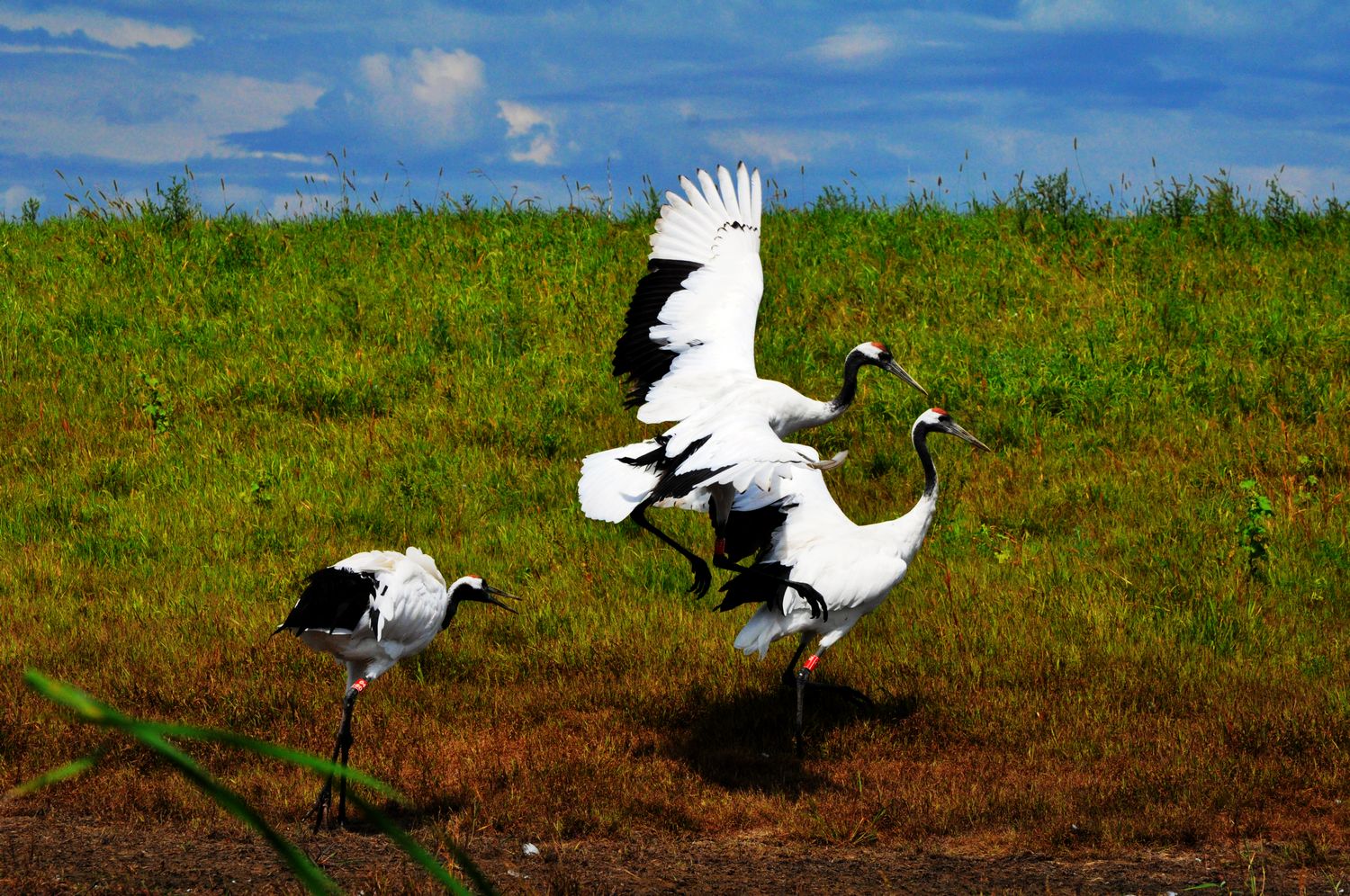 【扎龙拍鹤摄影图片】齐齐哈尔扎龙湿地生态摄