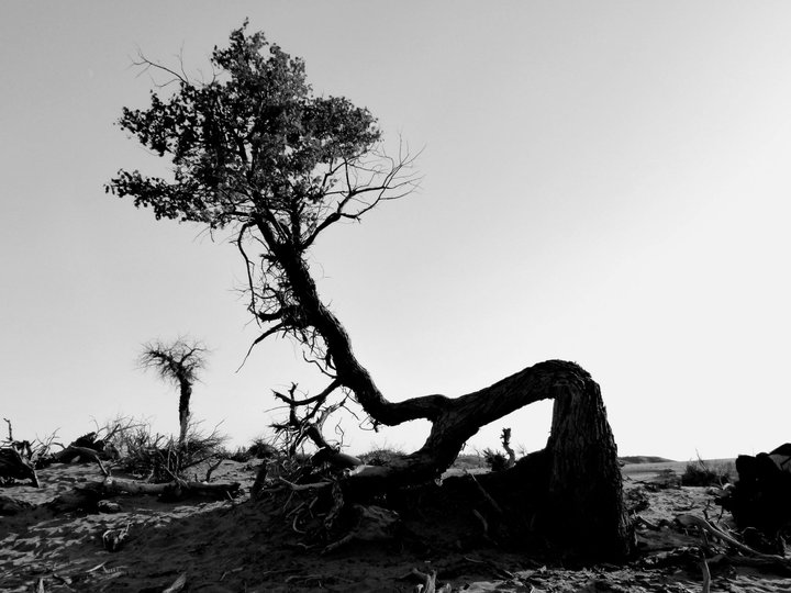 黑白怪树林【24】摄影图片】内蒙阿拉善盟额
